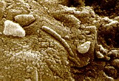 Aflejringer i ALH84001