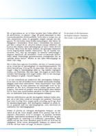Side 5: Det økologiske fodspor – skoen trykker (2)