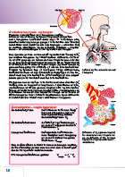Side 18: Hjertet - en kredsløbspumpe (4)