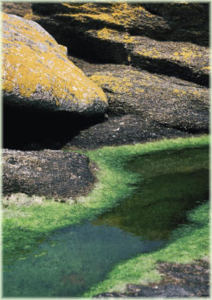 Granit og alger. Foto: Erik Frausing